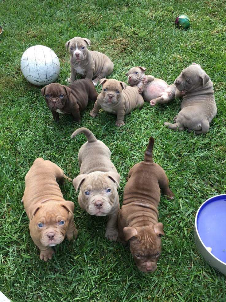 American Bully puppies