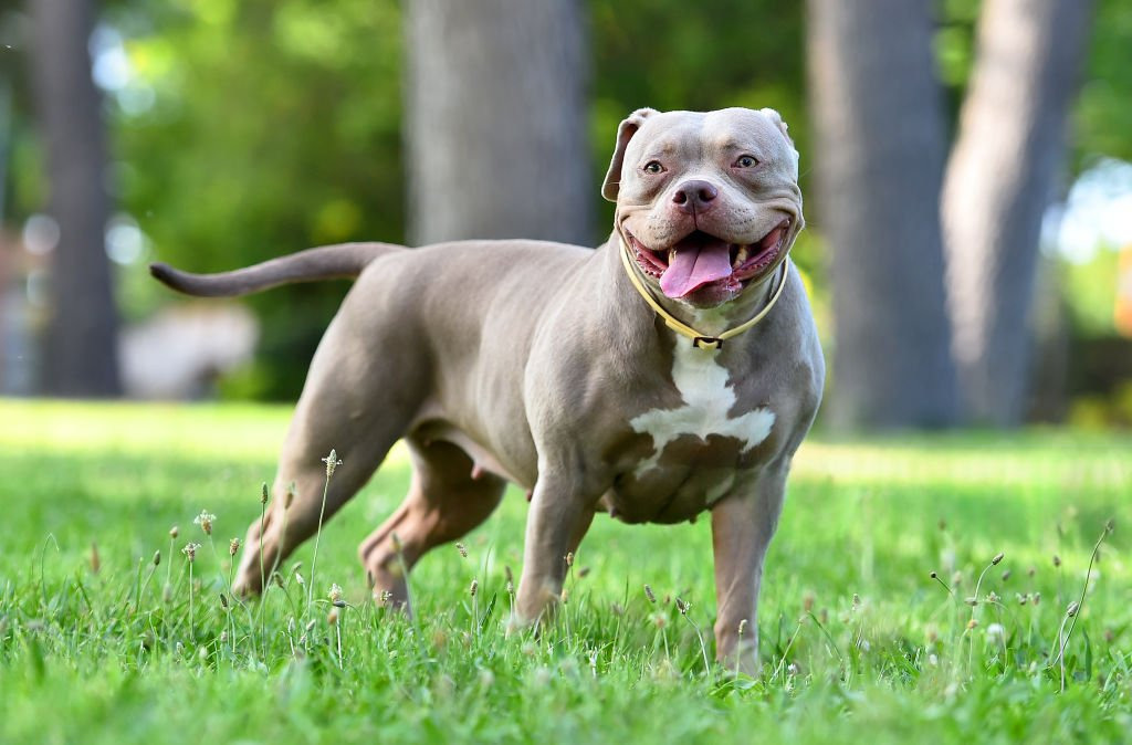 American Bully 1