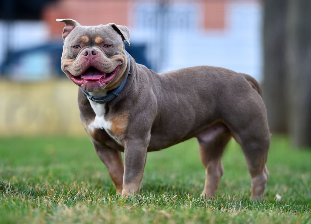 American Bully 2