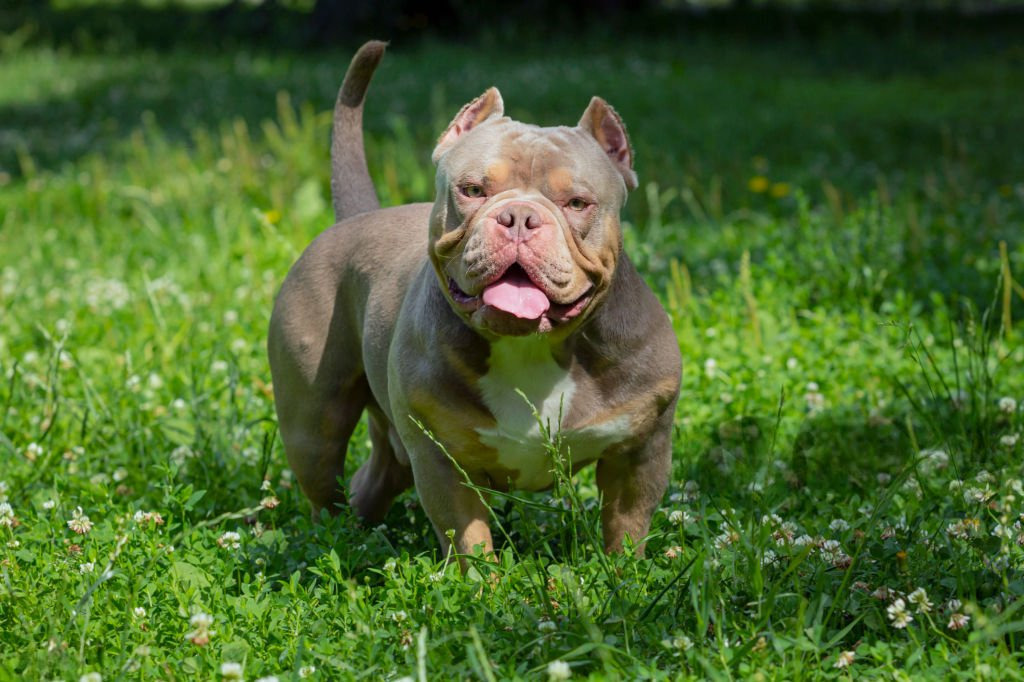 American Bully 3